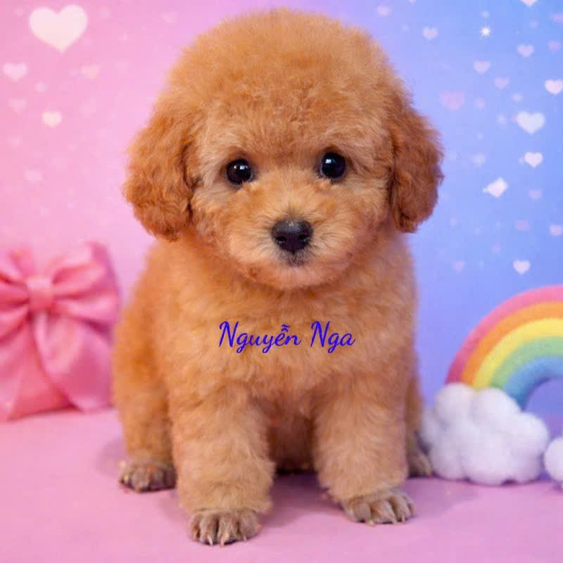 Chó Poodle - PD 16898